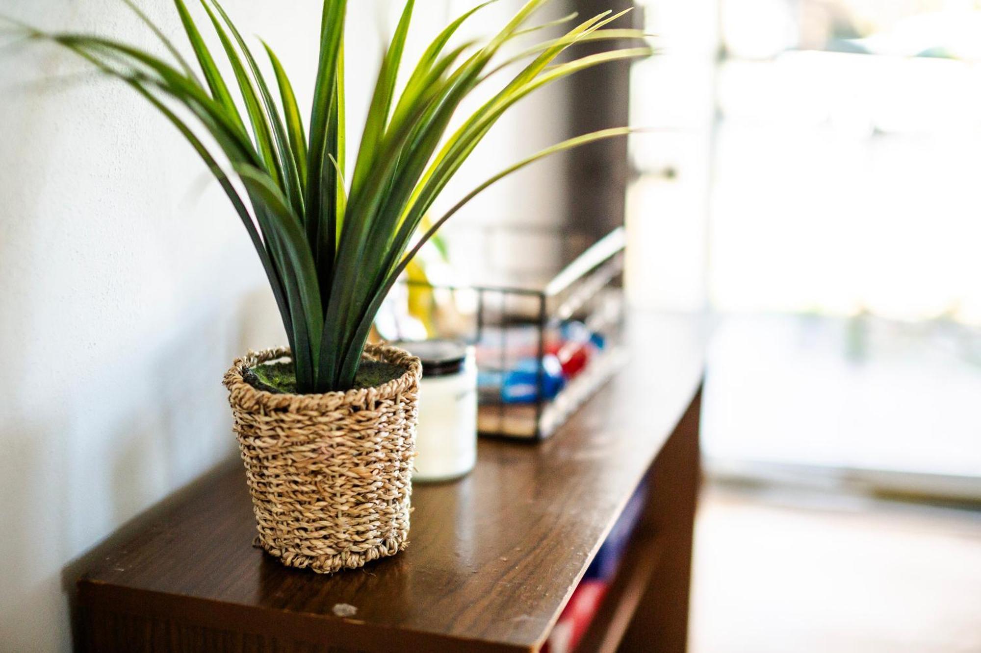 Fantastic 3Br Close To Botanical Gardens And Airport ノーフォーク エクステリア 写真